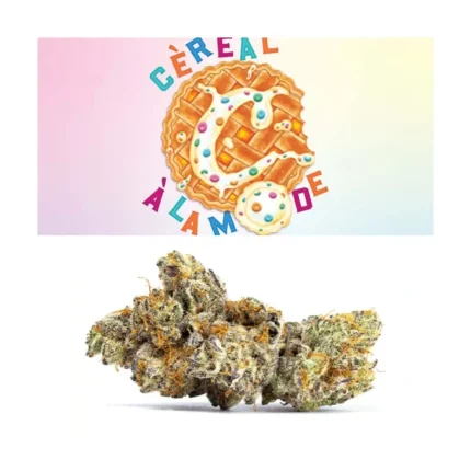 Cèreal à La Mode Strain - Cookies Dispensary