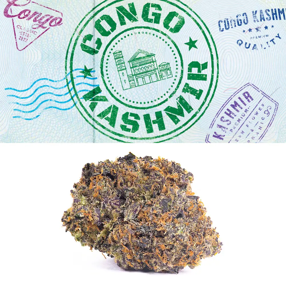 Congo Kashmir Strain - Cookies Dispensary Congo Kashmir Strain - Cookies Dispensary