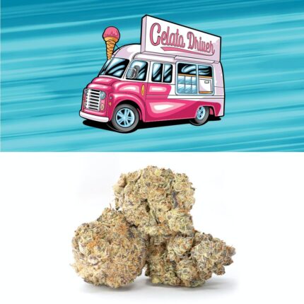 Gelato Driver Strain